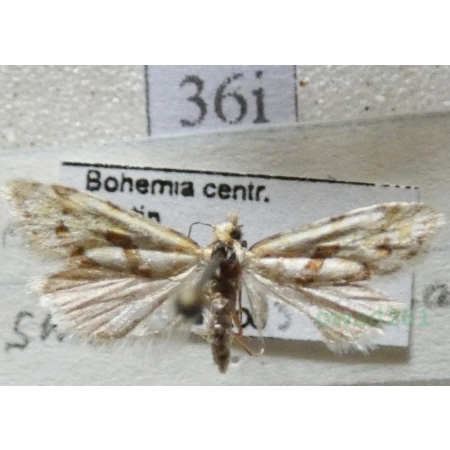 Aethes smeathmanniana (Fabricius, 1781) Czech36i